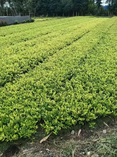 郯城水润园林绿化工程项目