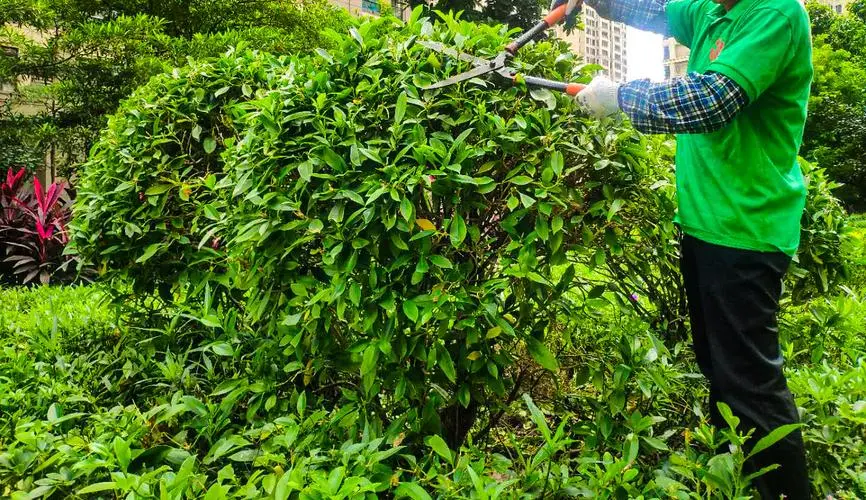 河北邯郸绿化工程苗木